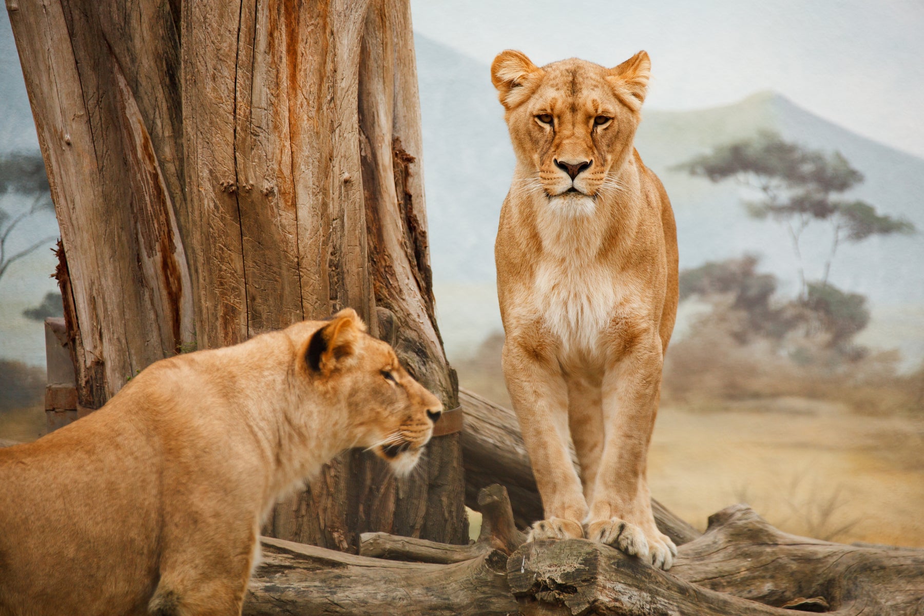 5 Animales que solo podrás ver en fotografías si no cuidamos el Medio Ambiente
