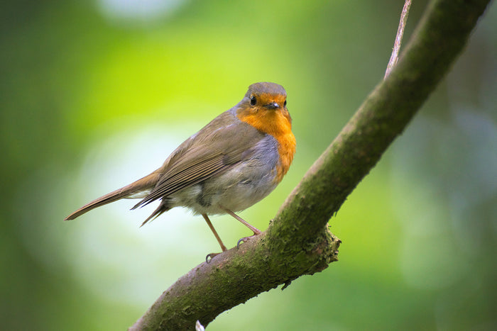 ¿El mundo se está quedando sin pájaros?
