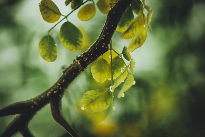 Plantas podrían eliminar las emisiones de dióxido de carbono, si las protegemos