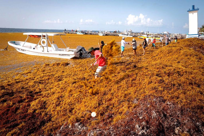 Erosionan playas por barrido de sargazo en el Caribe mexicano