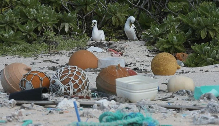 Isla Henderson, alguna vez “ecología intacta”, se ahoga en plásticos