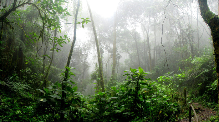¿Por qué es tan importante la selva Amazónica?
