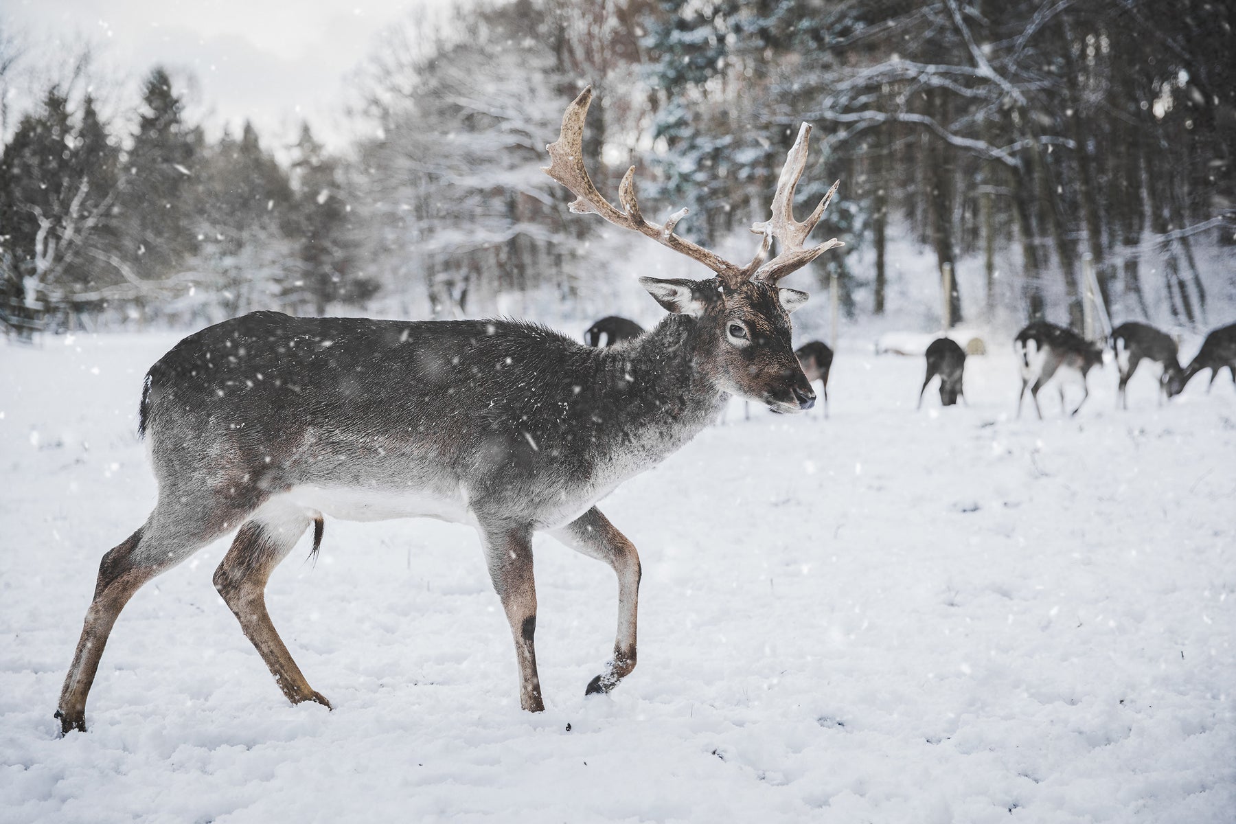 Cambio climático mata a 200 renos en Noruega