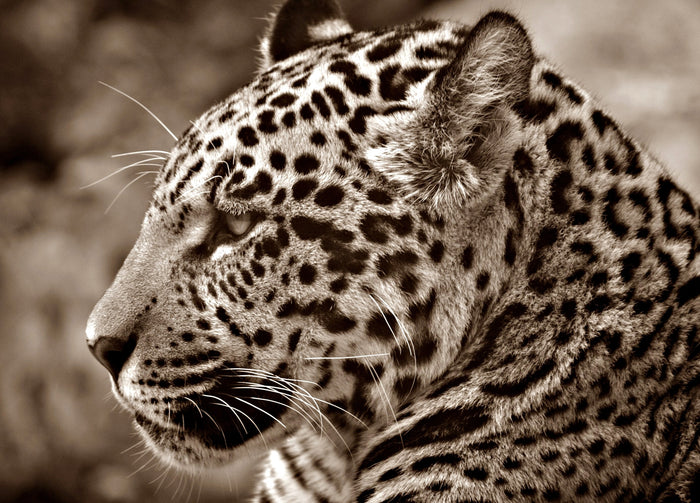 México, el país con más especies en peligro de extinción