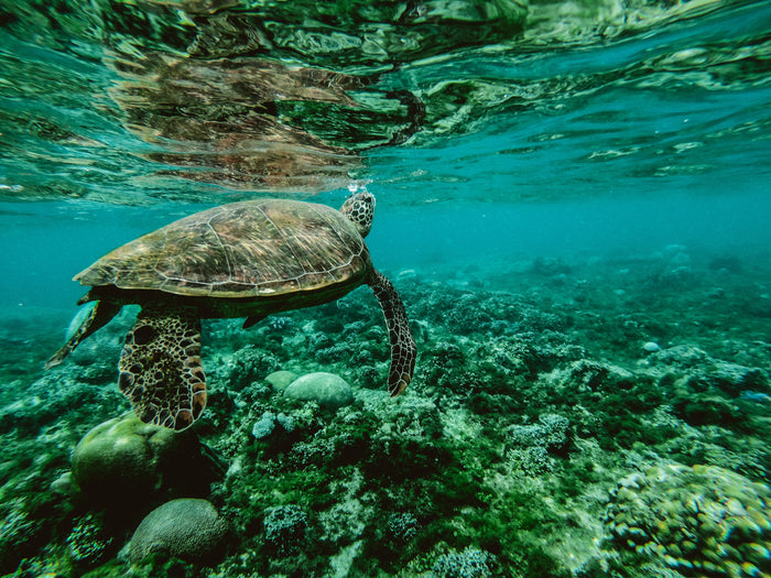 ¿Por qué los animales marinos se extinguirán antes que las especies terrestres?