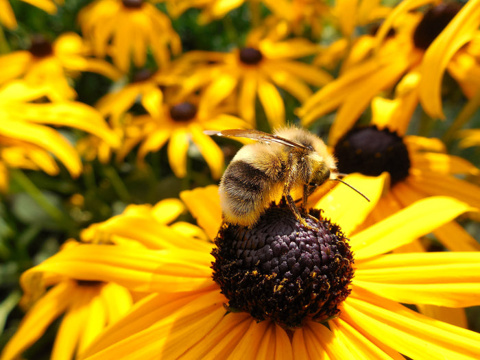 La disminución en la población de insectos podría ocasionar un colapso ambiental